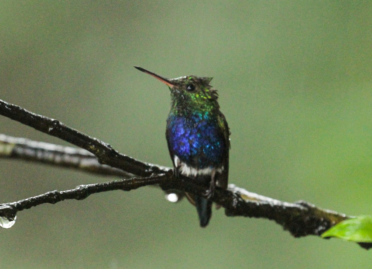 Violet-bellied Hummingbird - ML411206441