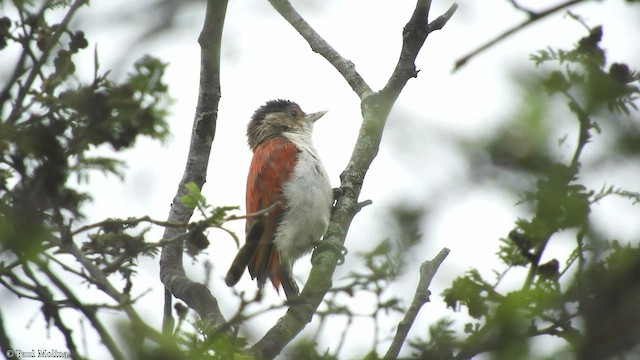 Scarlet-backed Woodpecker - ML411208061