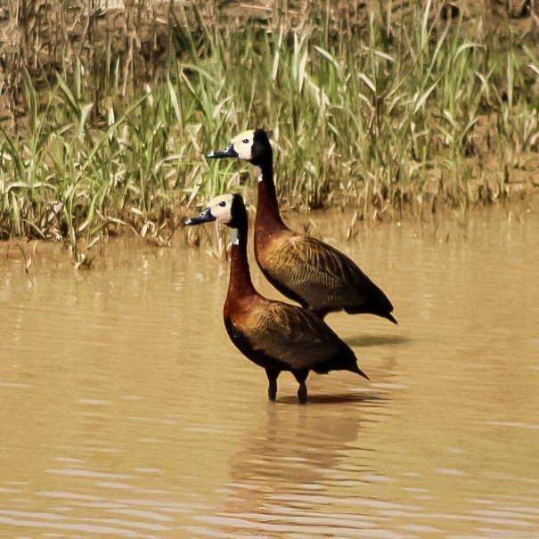 White-faced Whistling-Duck - Adrian Farias