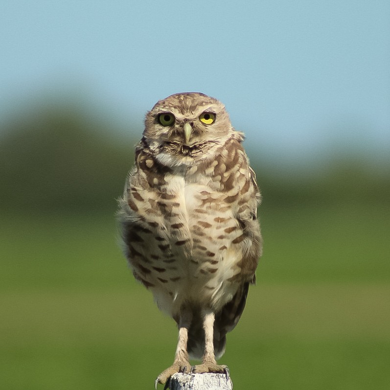 Burrowing Owl - ML411214931