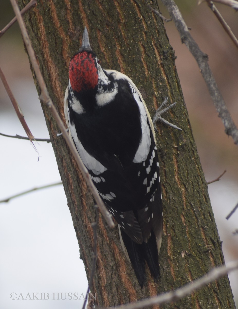 Himalayan Woodpecker - ML411215181