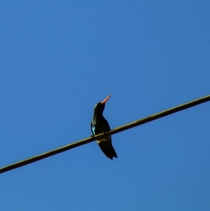 kolibřík lesklobřichý - ML411216481