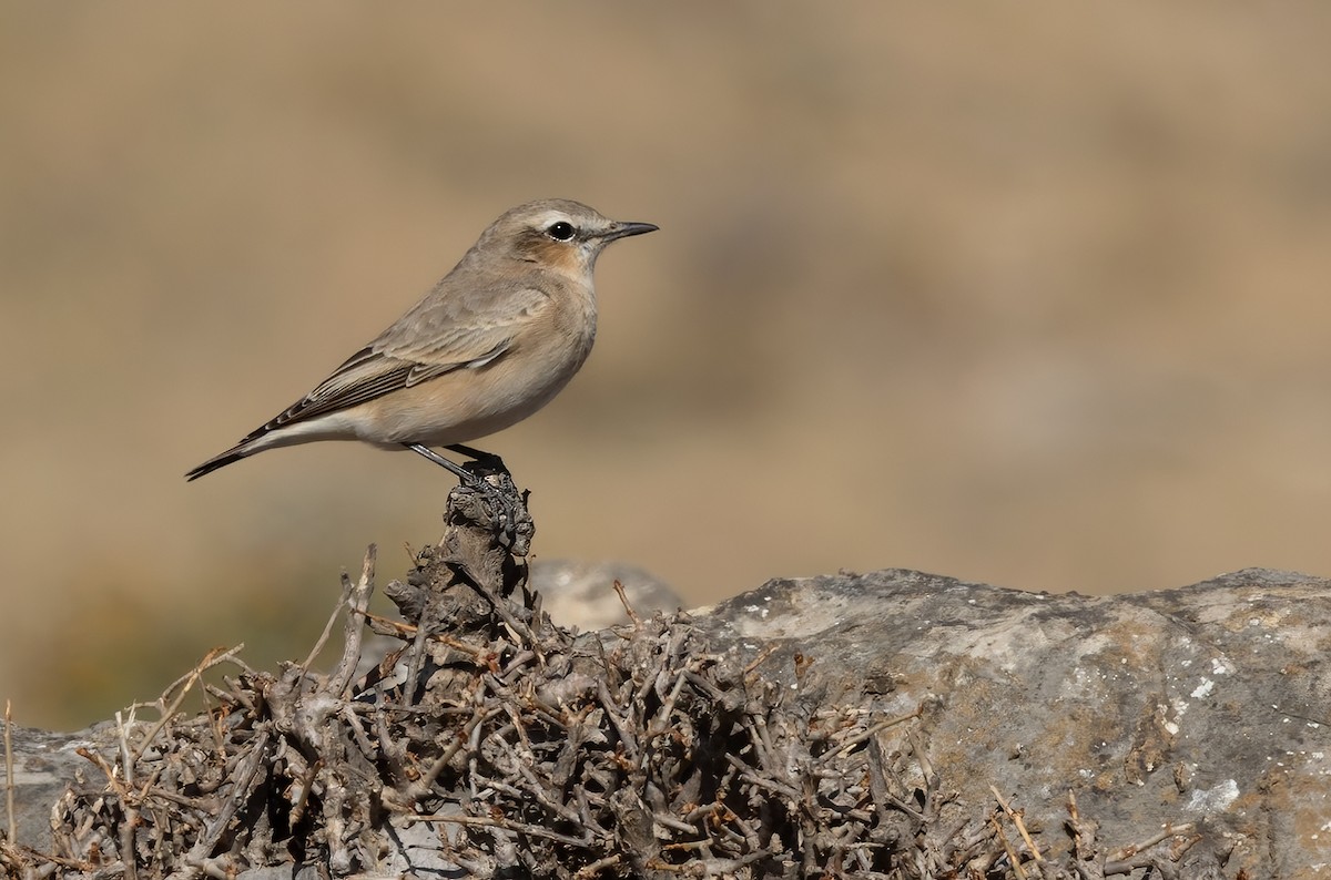 Northern Wheatear - Lars Petersson | My World of Bird Photography