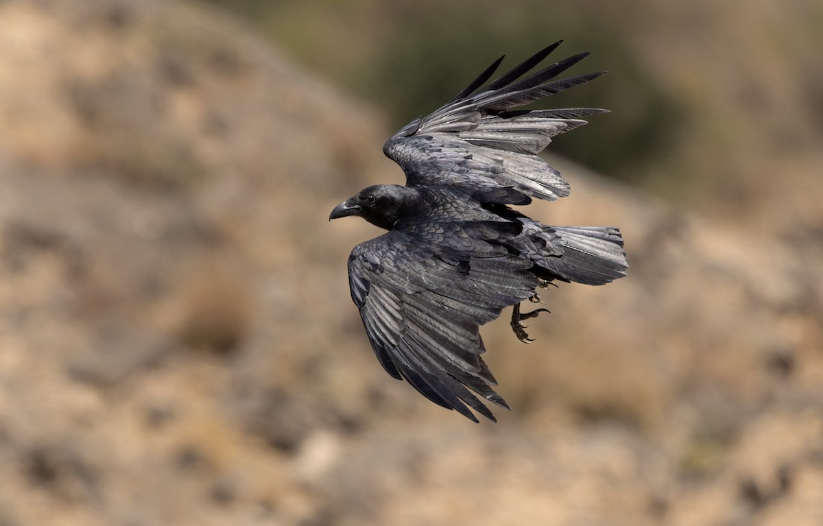 Fan-tailed Raven - ML411221511