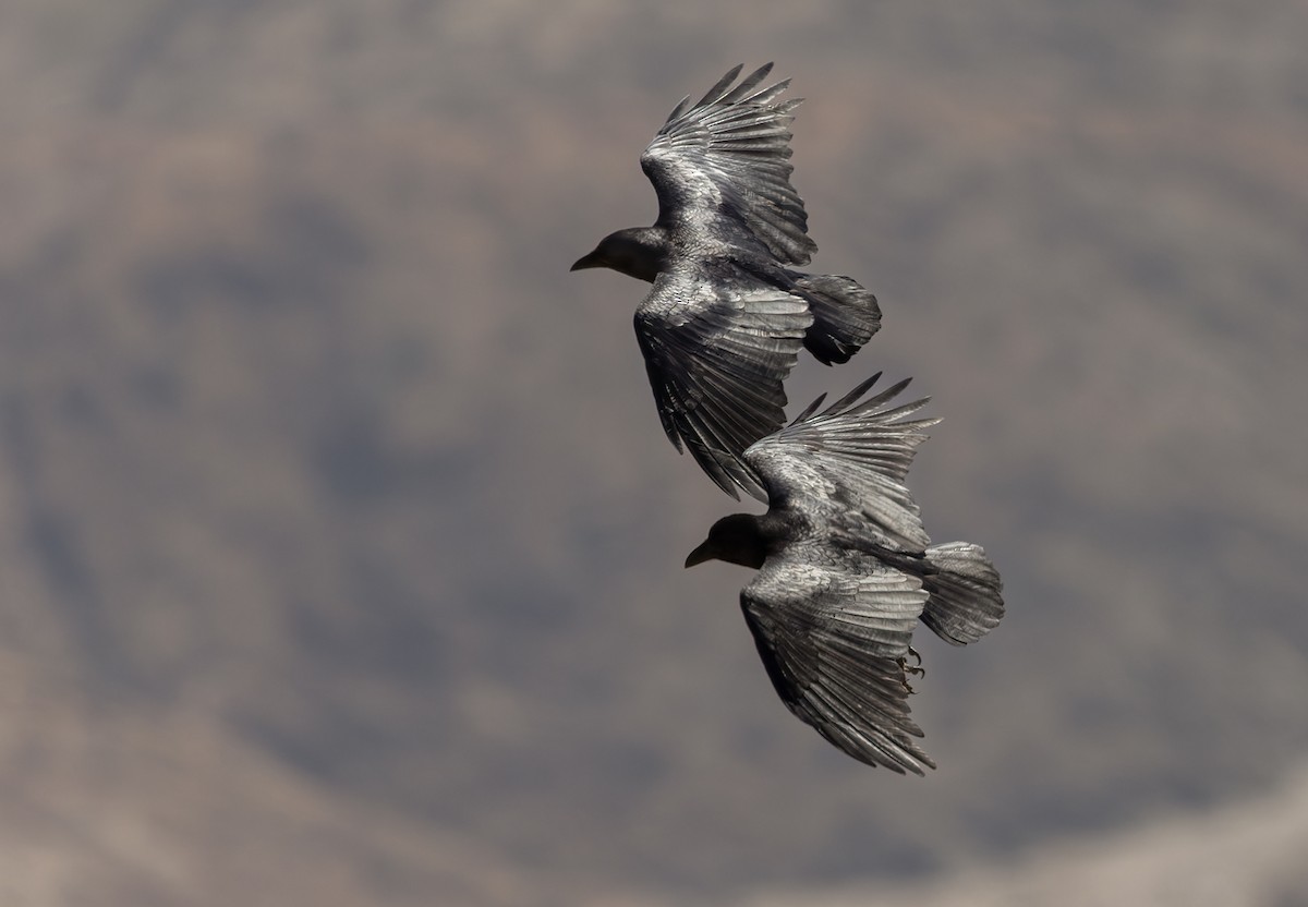 Fan-tailed Raven - Lars Petersson | My World of Bird Photography