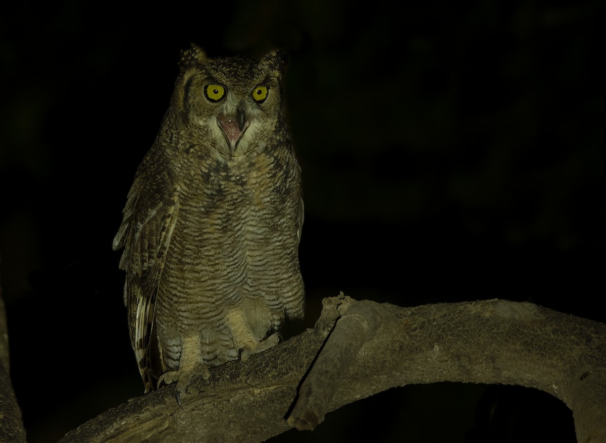 Arabian Eagle-Owl - ML411226661