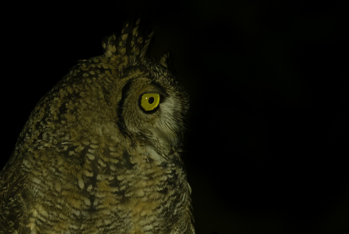 Arabian Eagle-Owl - ML411226671
