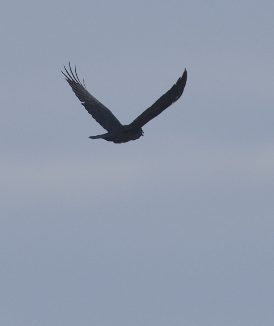 Common Raven - ML411227041