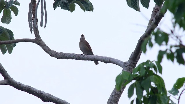Pale-breasted Thrush - ML411227811