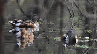 Northern Shoveler, ML411230161