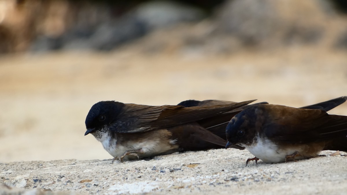 Black-capped Swallow - ML411232471
