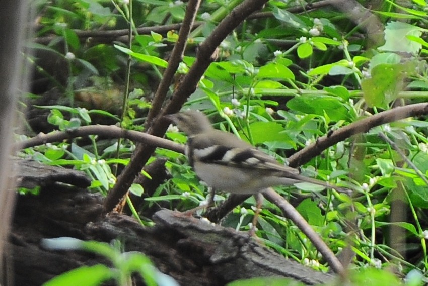 Forest Wagtail - ML411232961