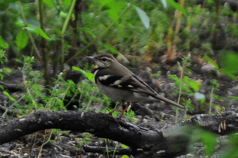 Forest Wagtail - ML411233061
