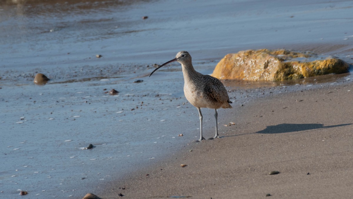 Long-billed Curlew - ML411241741