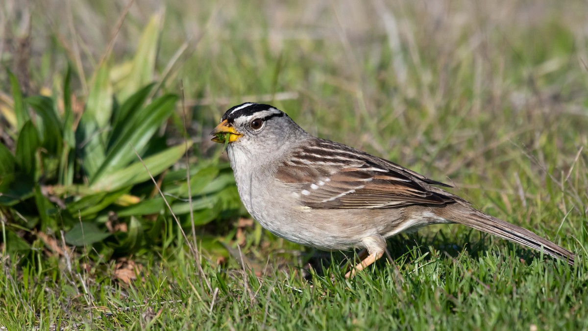 White-crowned Sparrow (nuttalli) - Dan Hackley