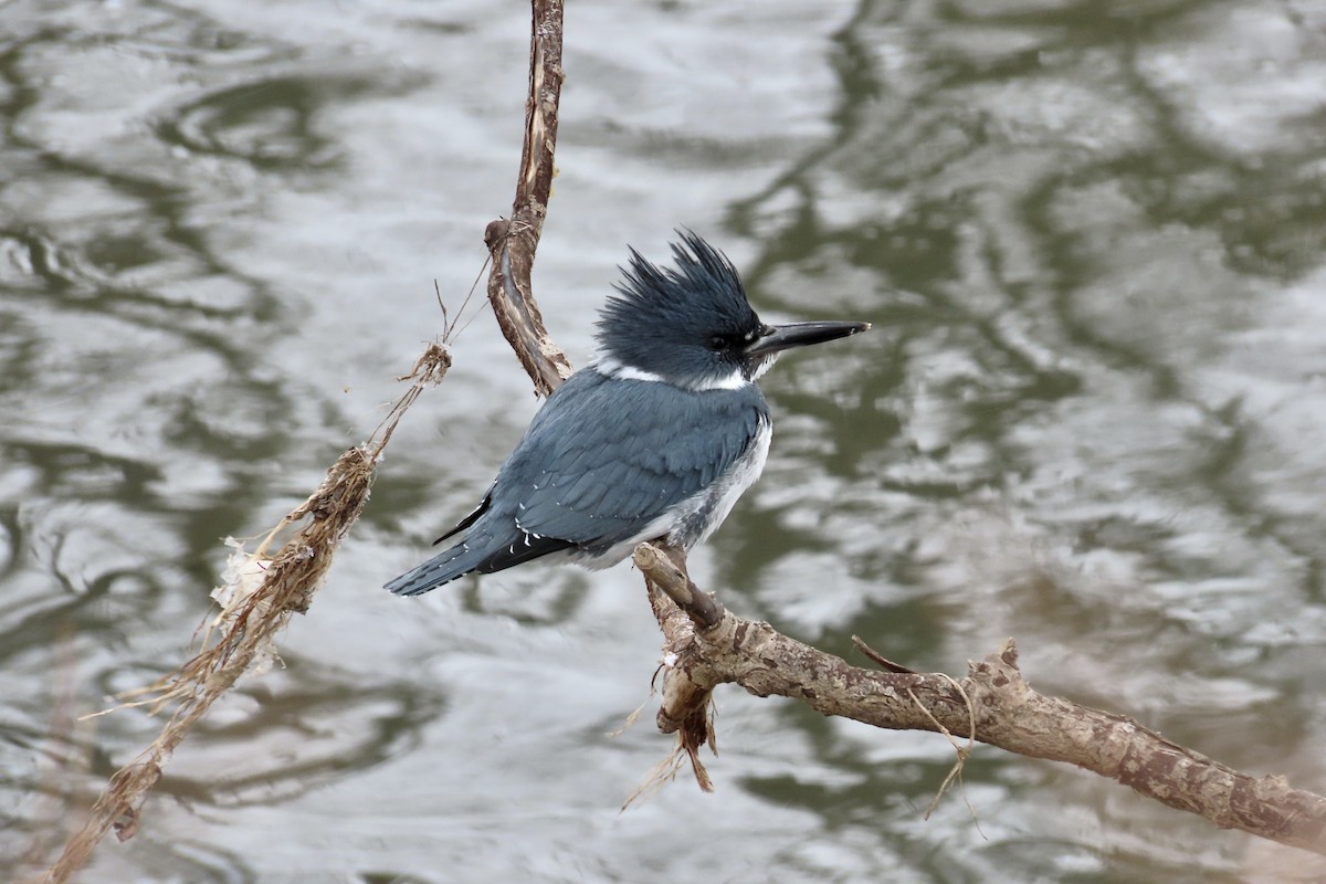 Belted Kingfisher - ML411244581