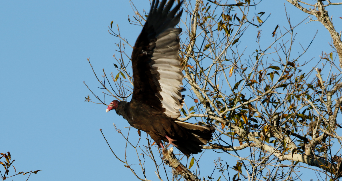 Turkey Vulture - Derek LaFlamme
