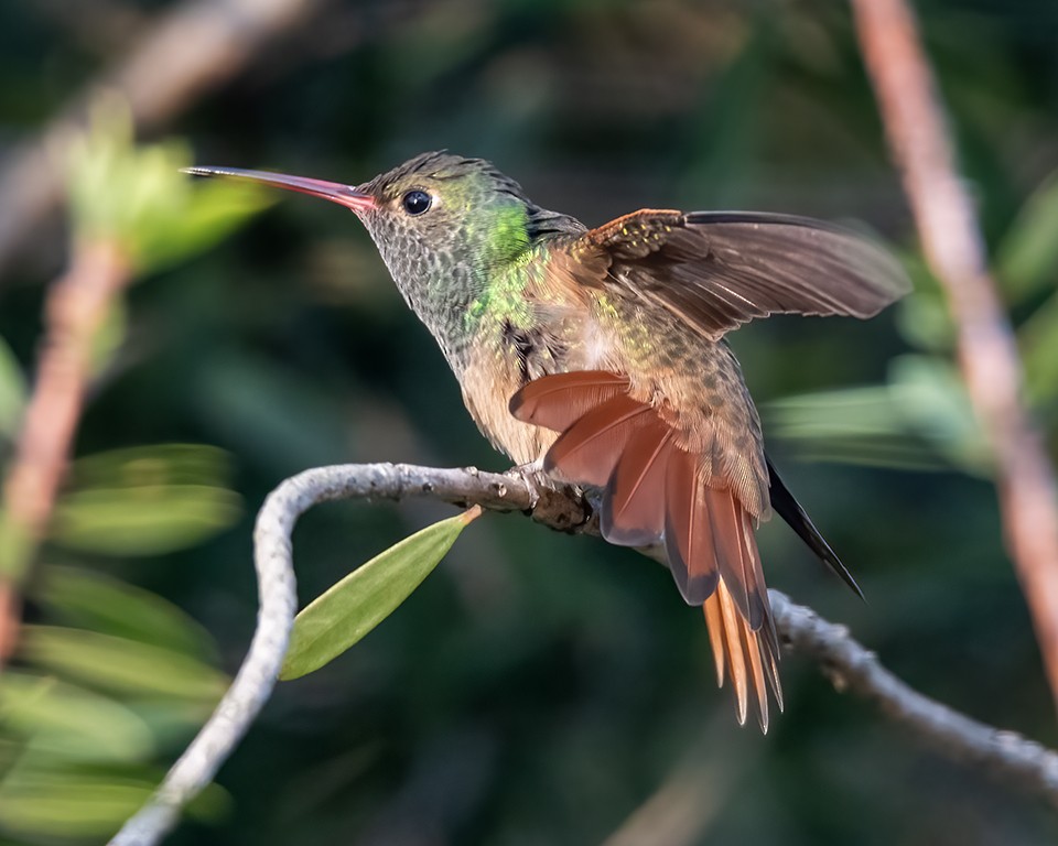 Buff-bellied Hummingbird - ML411246781