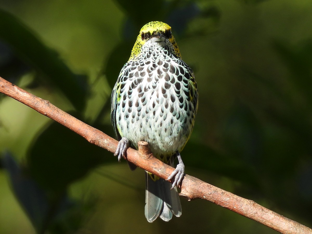 Speckled Tanager - ML411249041