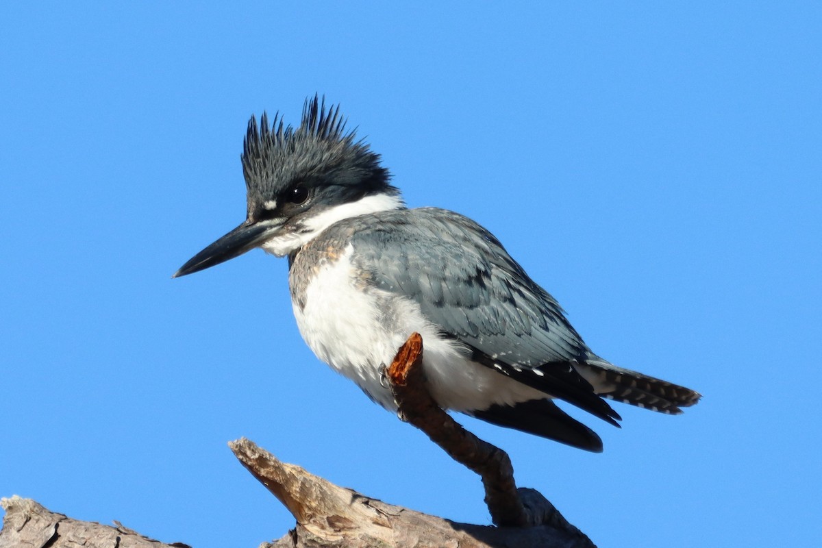 Belted Kingfisher - ML411255861