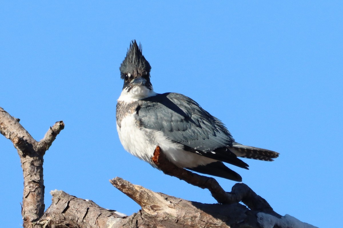 Belted Kingfisher - Steve Myers
