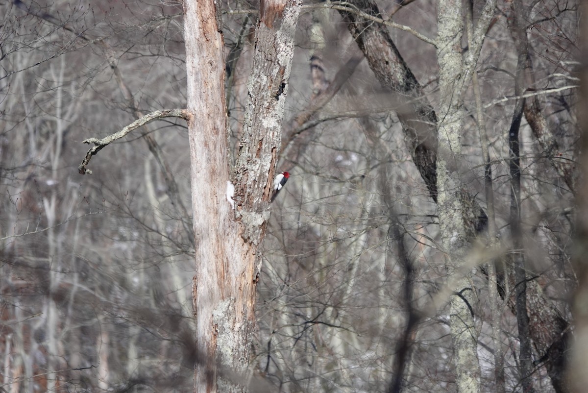 Red-headed Woodpecker - ML411260601