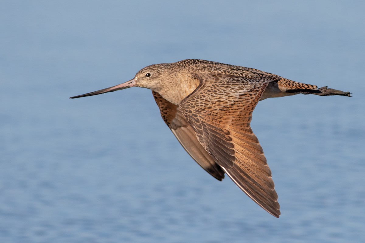Marbled Godwit - Rob Fowler
