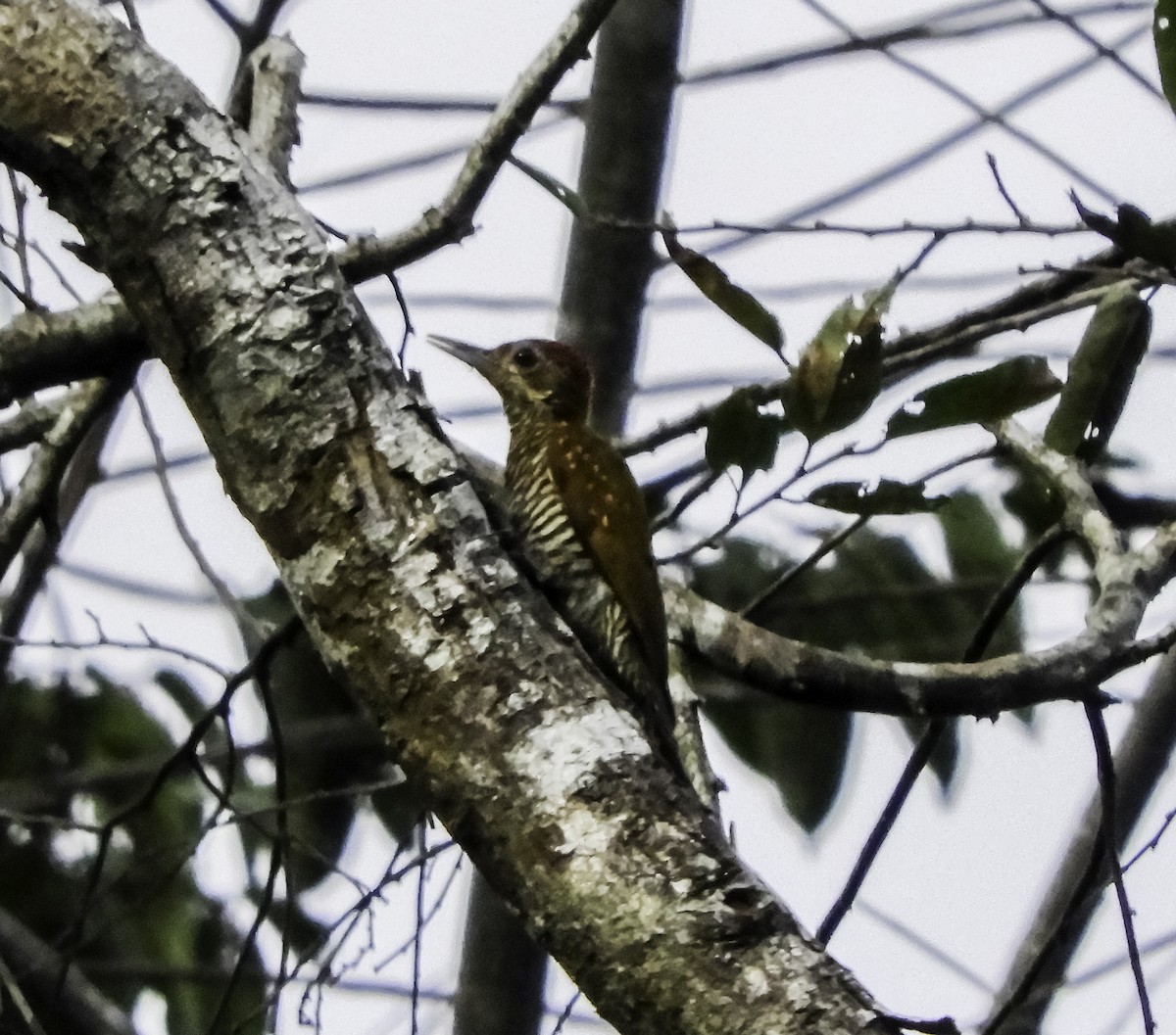 Golden-collared Woodpecker - Ricardo Gagliardi