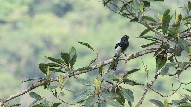 Magpie Tanager - ML411272021