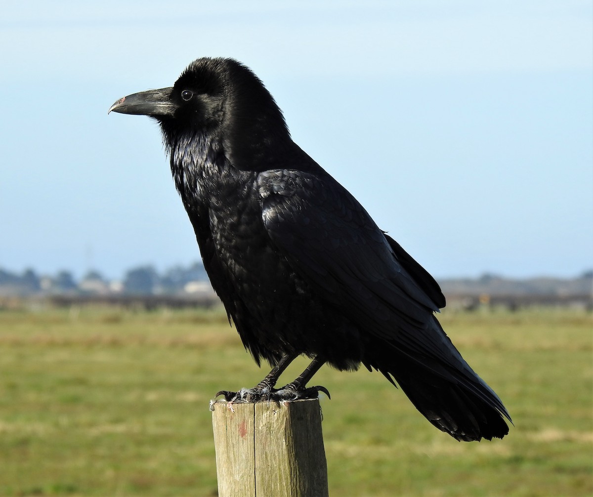 Common Raven - Sarah Hobart