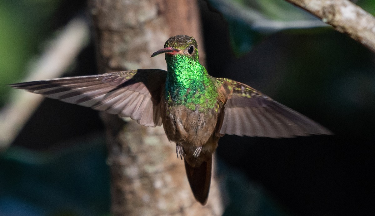 Buff-bellied Hummingbird - Christopher Brown