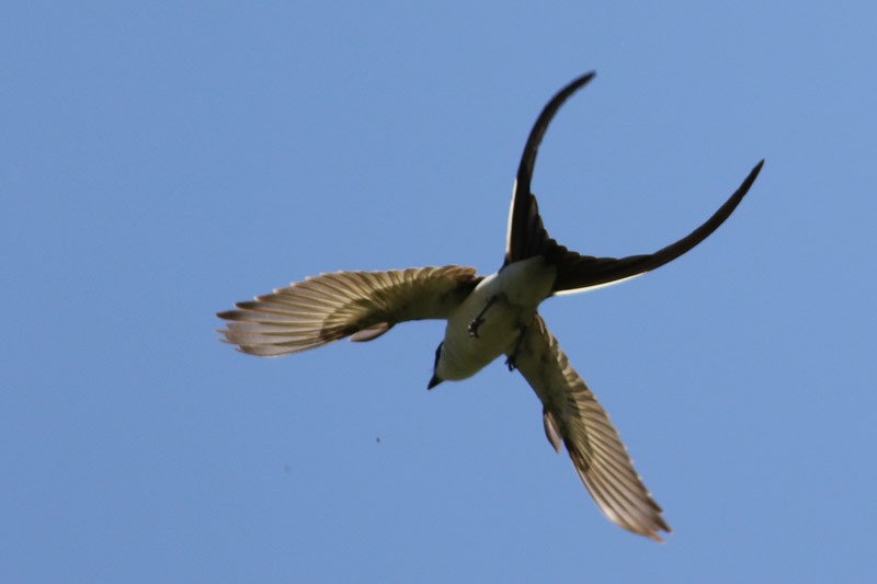 Fork-tailed Flycatcher - ML41127981