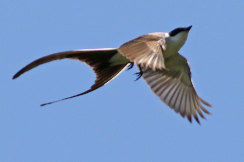 Fork-tailed Flycatcher - J. Simón Tagtachian
