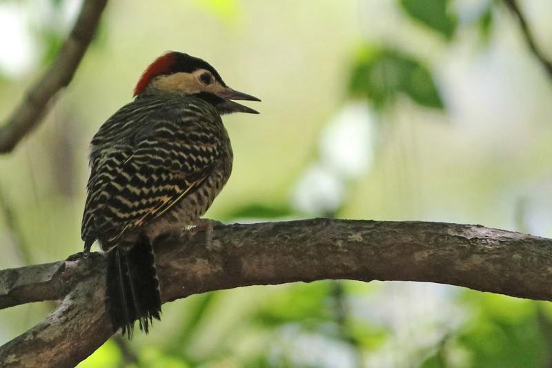 Green-barred Woodpecker - ML41128291