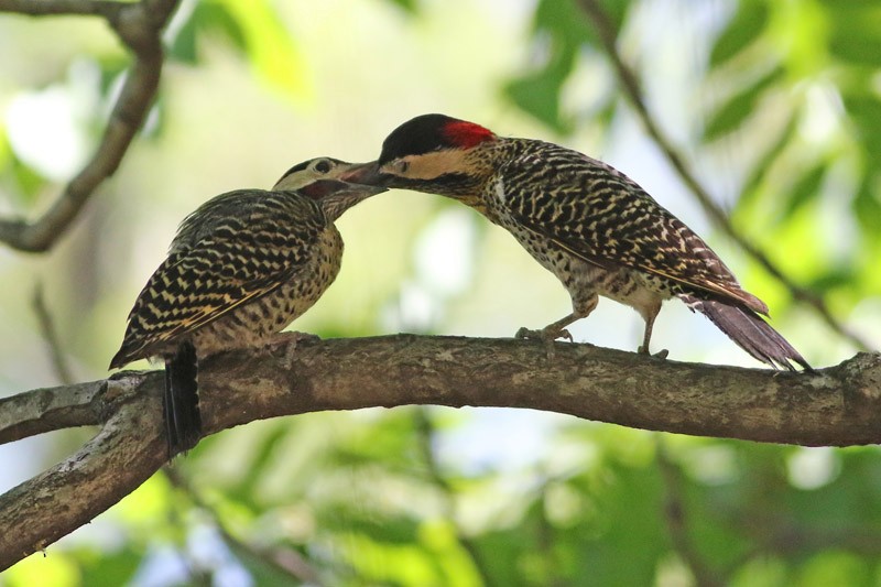 Green-barred Woodpecker - ML41128311
