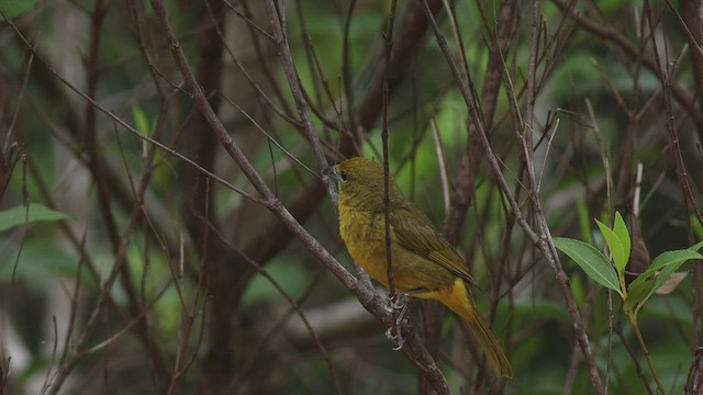 Hepatic Tanager - ML411283411