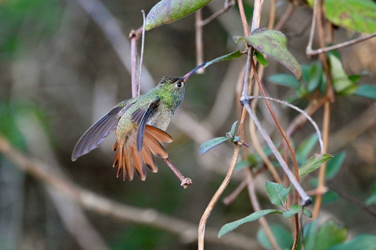 Buff-bellied Hummingbird - Bill Schneider
