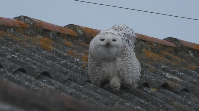 Snowy Owl - ML411287321