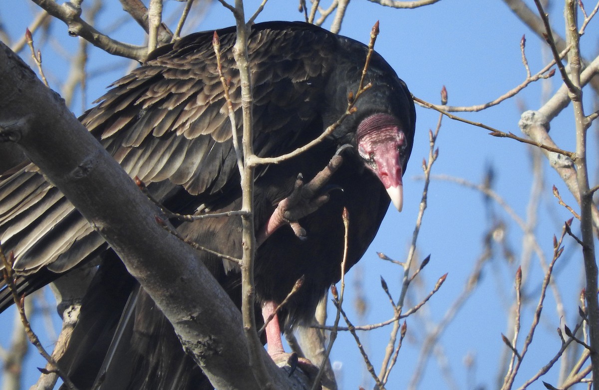 Turkey Vulture - Noam Markus