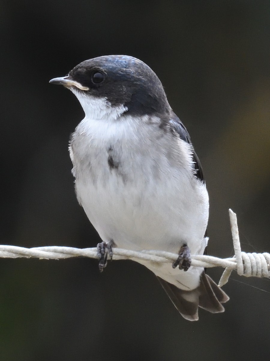 Pearl-breasted Swallow - ML411293891