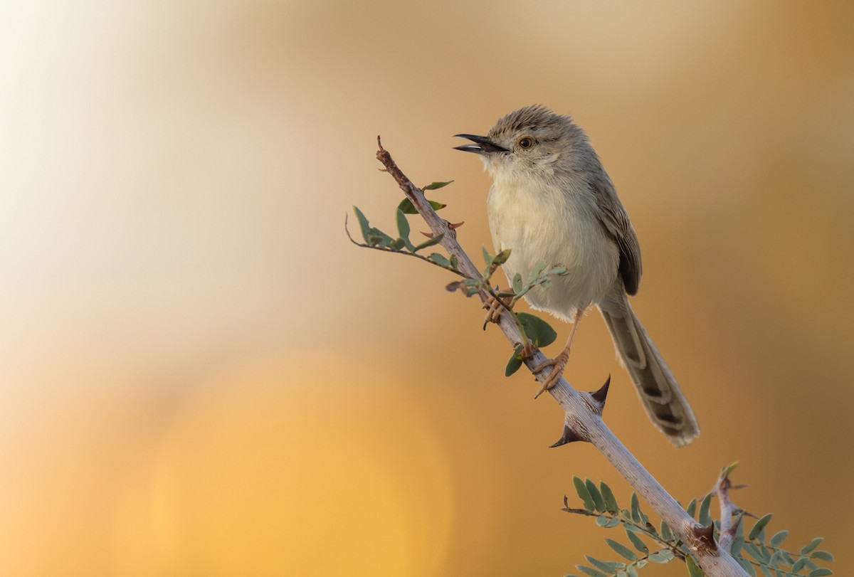 Delicate Prinia - Lars Petersson | My World of Bird Photography
