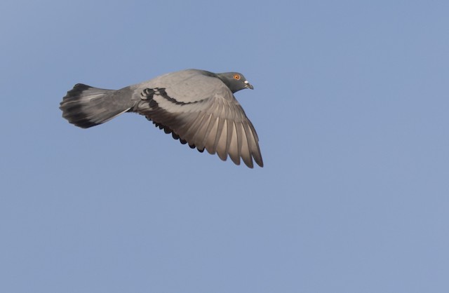 Rock Pigeon - eBird