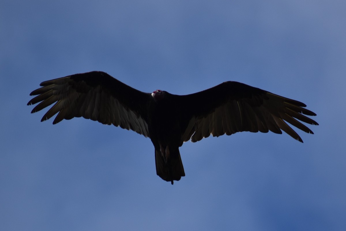 Turkey Vulture - ML411301361