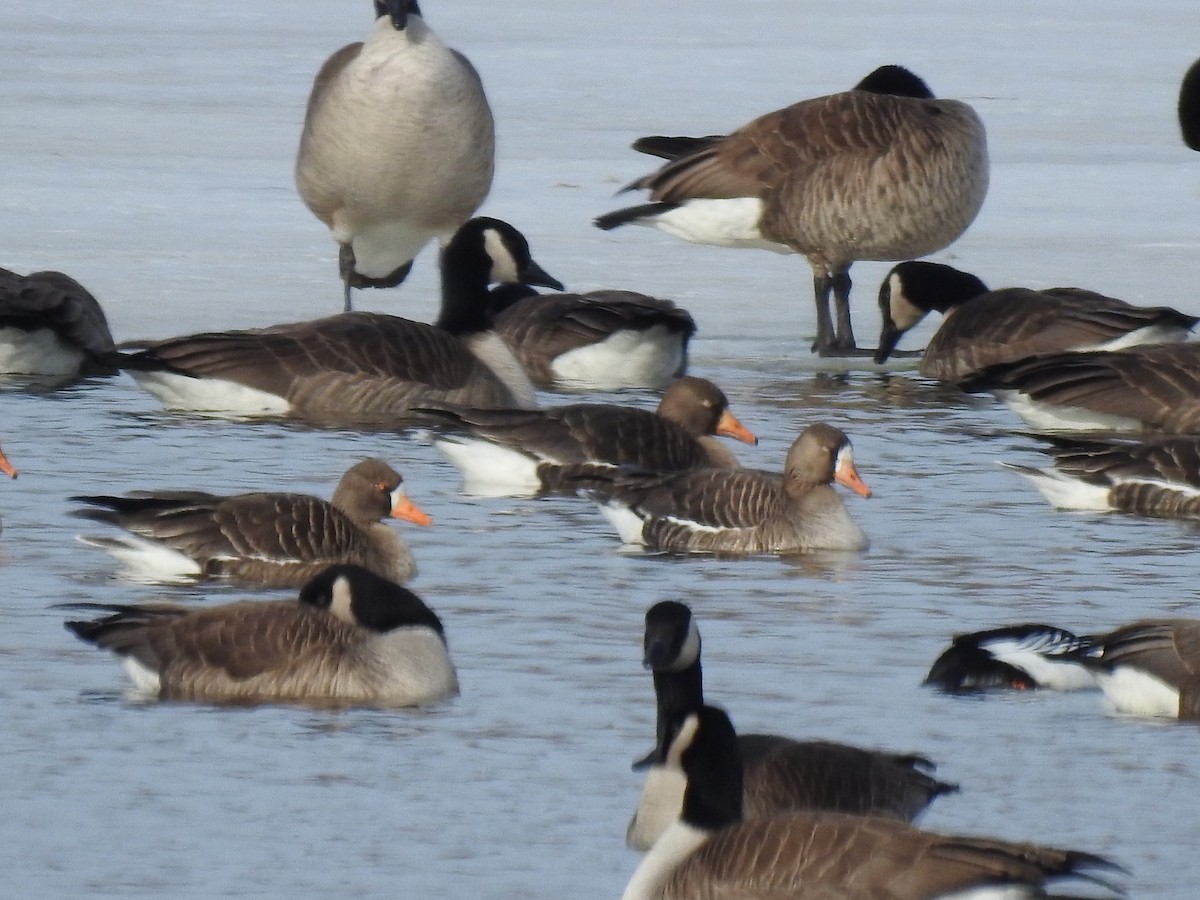 Greater White-fronted Goose - ML411303301