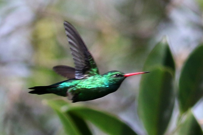 kolibřík lesklobřichý - ML41130691
