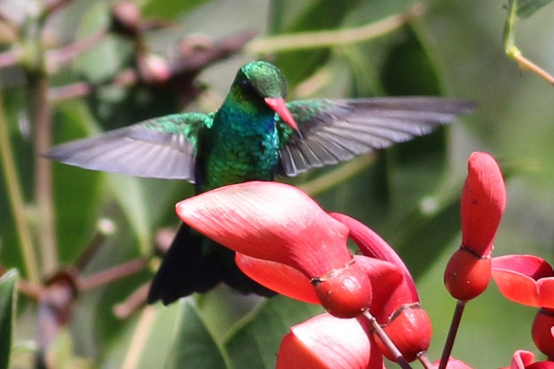 kolibřík lesklobřichý - ML41130701