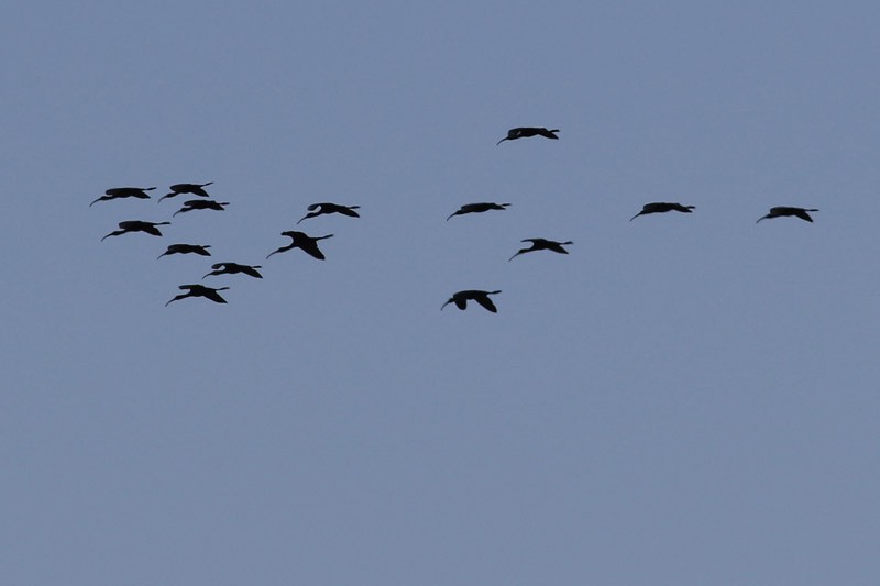 ibis americký - ML41130901