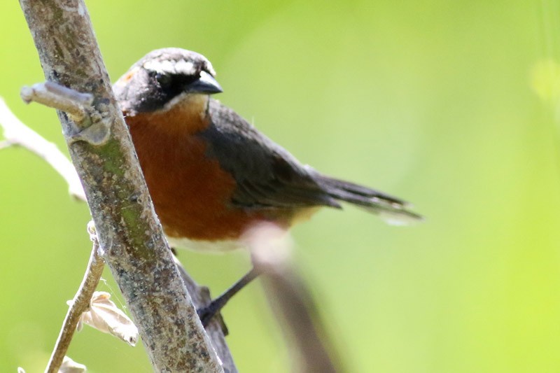 Black-and-rufous Warbling Finch - ML41131031