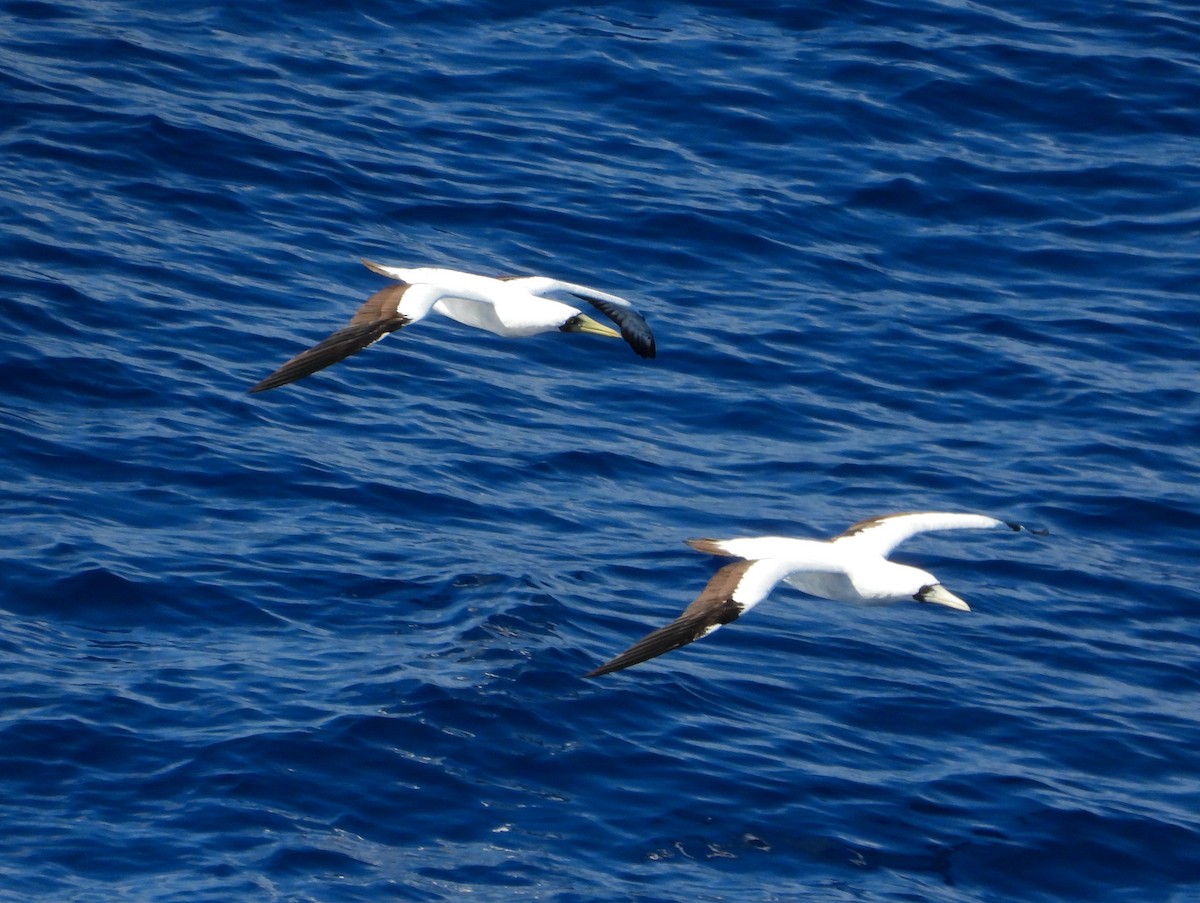 Masked Booby - ML411315171