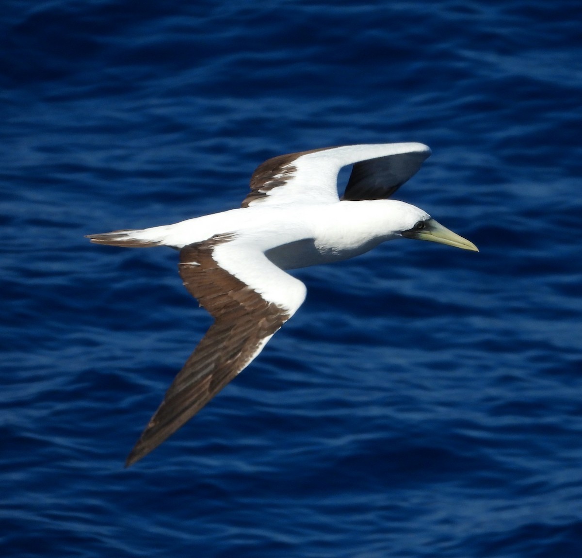 Masked Booby - ML411316191